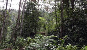 Bali Bike Tour Rain Forest