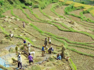 sekar subak