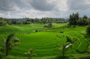 bali rice terrace